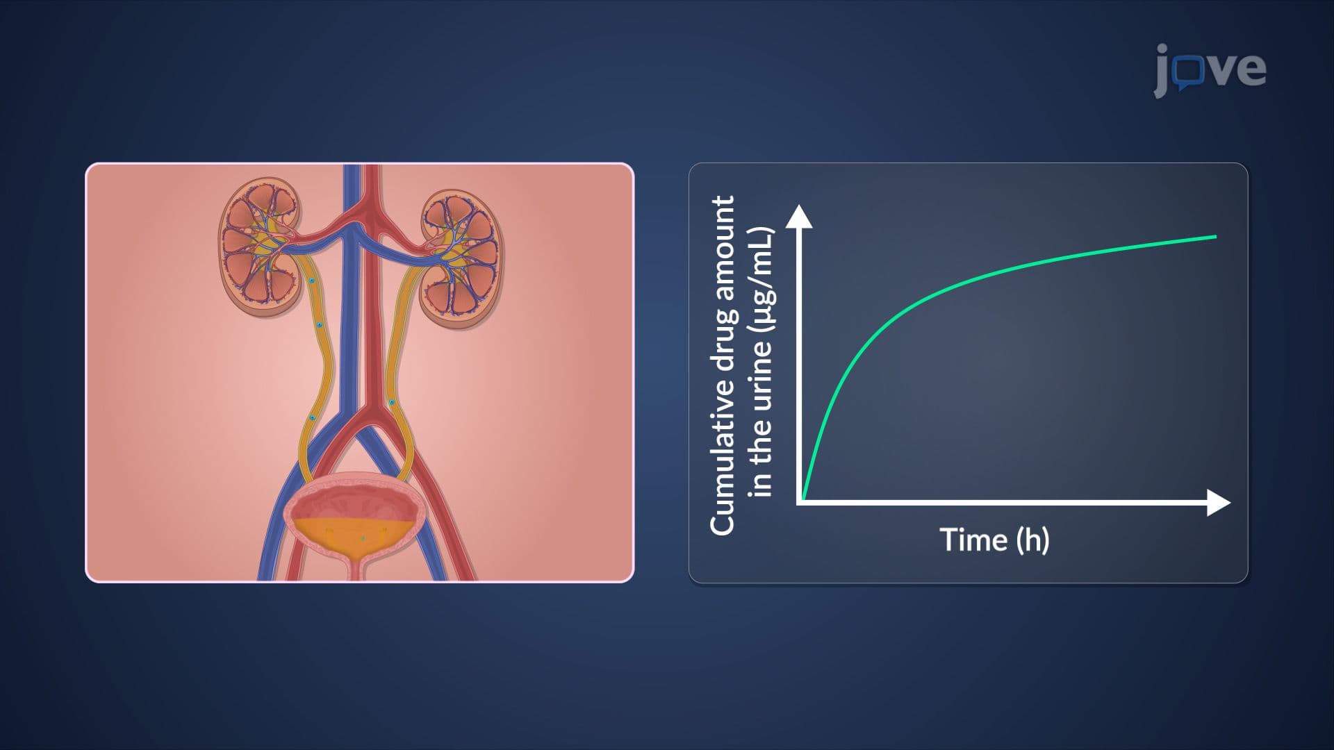 Measurement of Bioavailability: Pharmacokinetic Methods